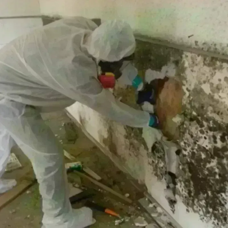 Mold Remediation and Removal in Williston, SC